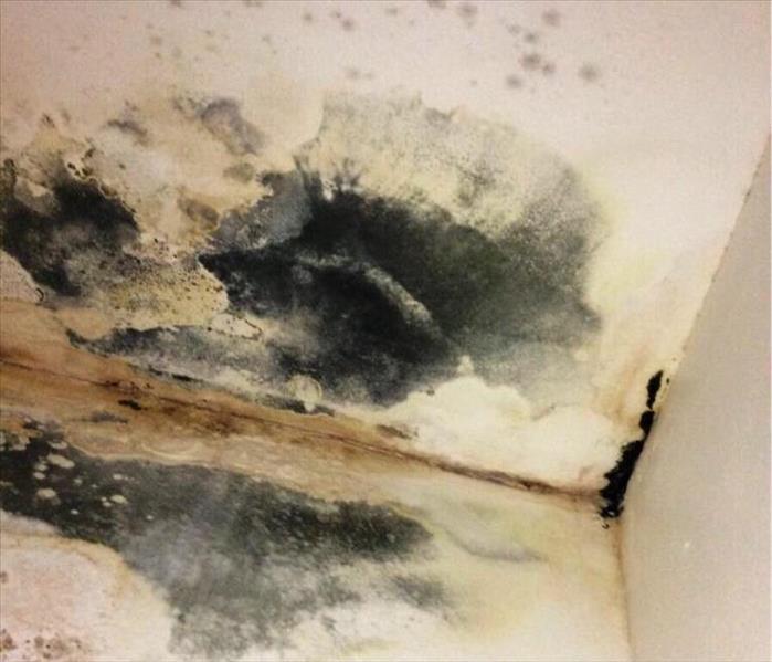 mold growth all over the ceiling